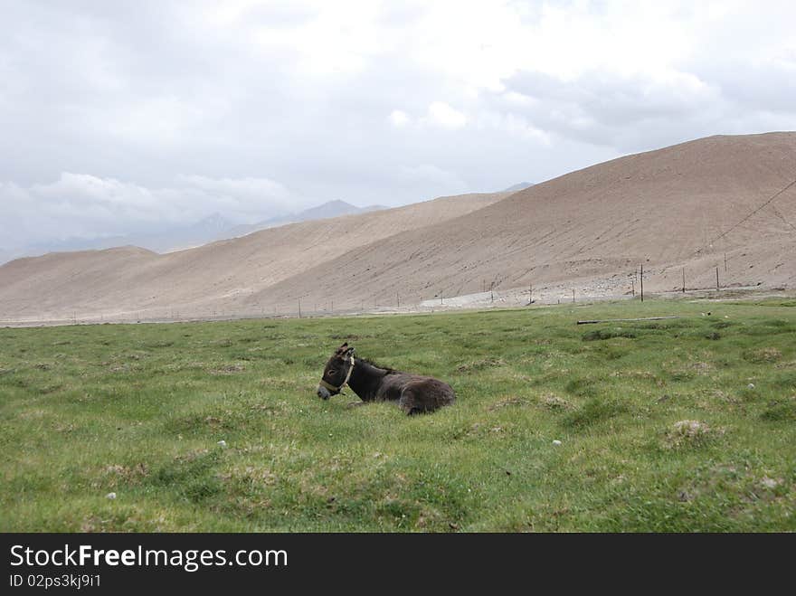 Prairie ass in Taxkorgan of China. Prairie ass in Taxkorgan of China