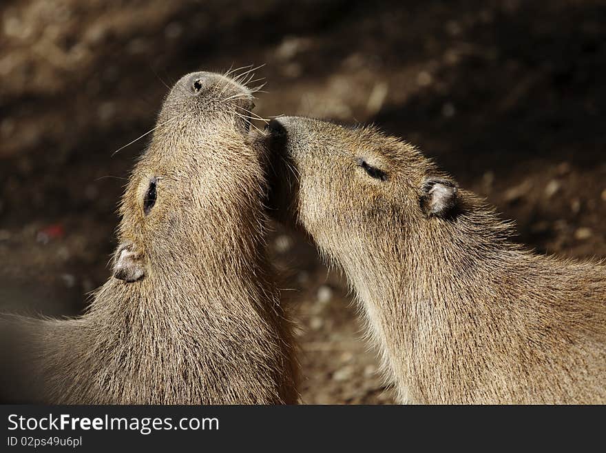 Capybaras courting