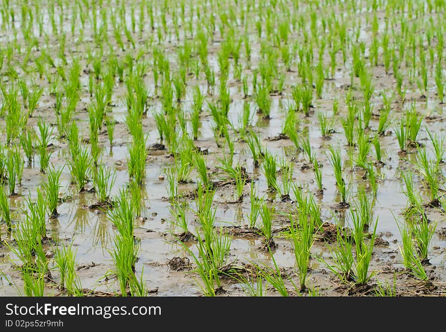 Rice seedlings in a wet paddy field in Thailand. Shallow depth of field with the nearest seedlings in focus.