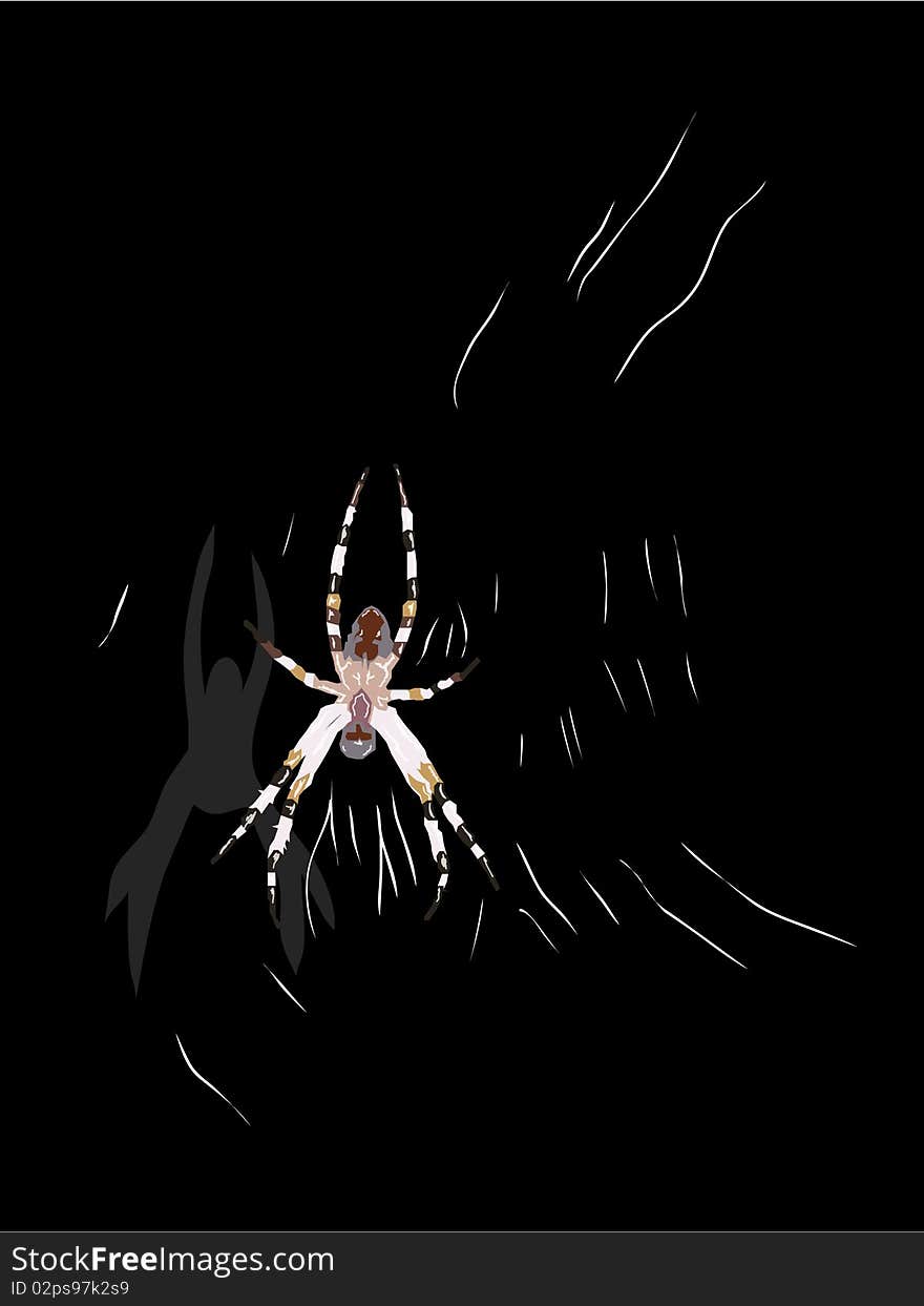 Spider on the web. Vector