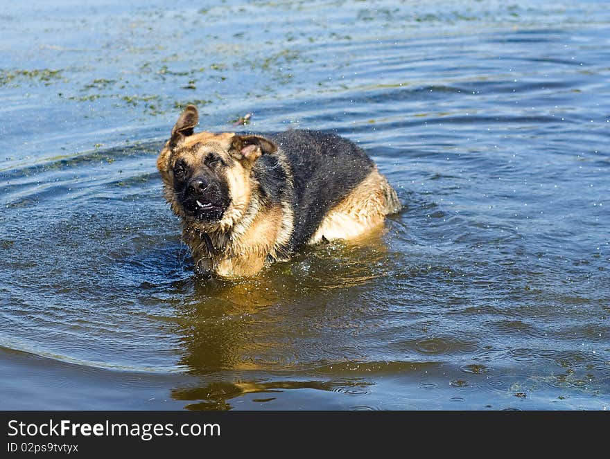 German shepherd