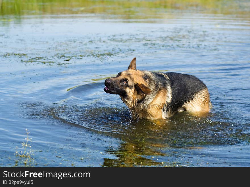 German shepherd