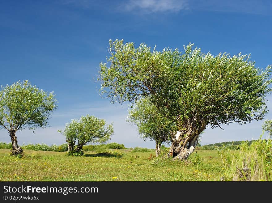 Old bushes on a meadow. Old bushes on a meadow