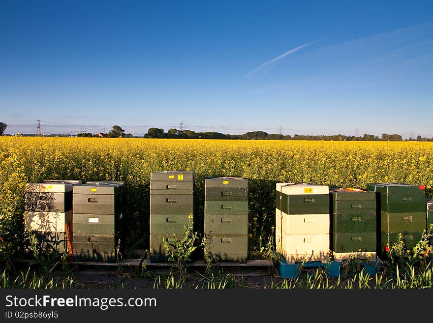 Field With Yellow Rapeseed Flowers