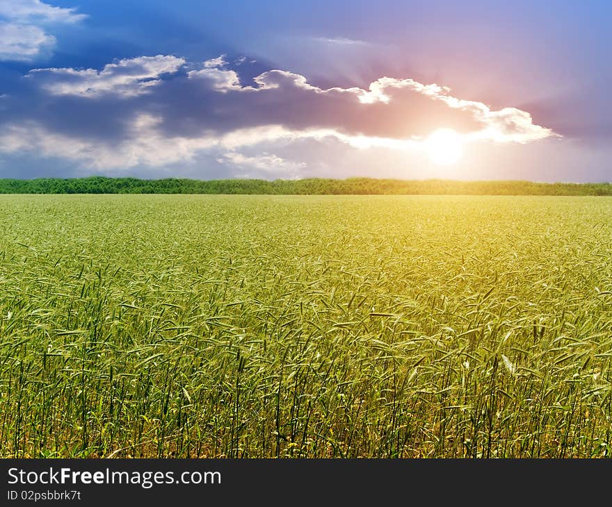 Ear wheat field in bright light sunset. Ear wheat field in bright light sunset