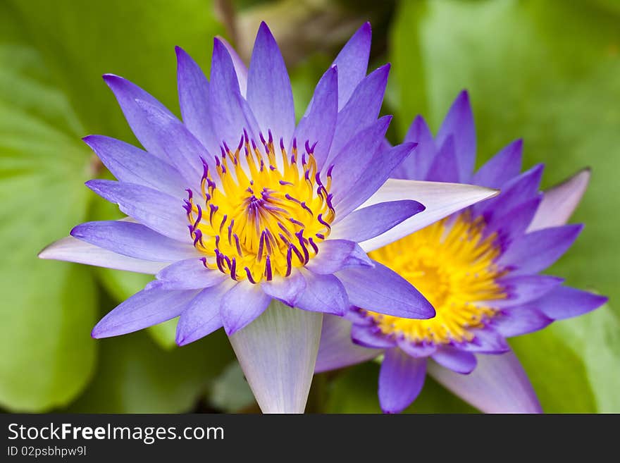 Close up purple water lily