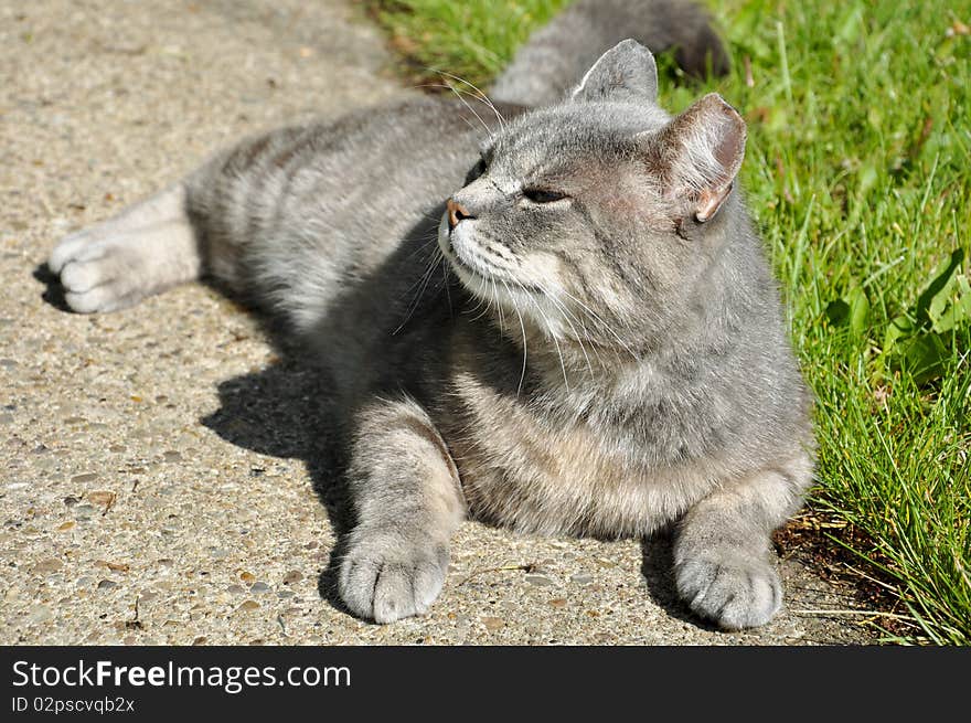 Close up of cat in sun light and grass in the background. Close up of cat in sun light and grass in the background