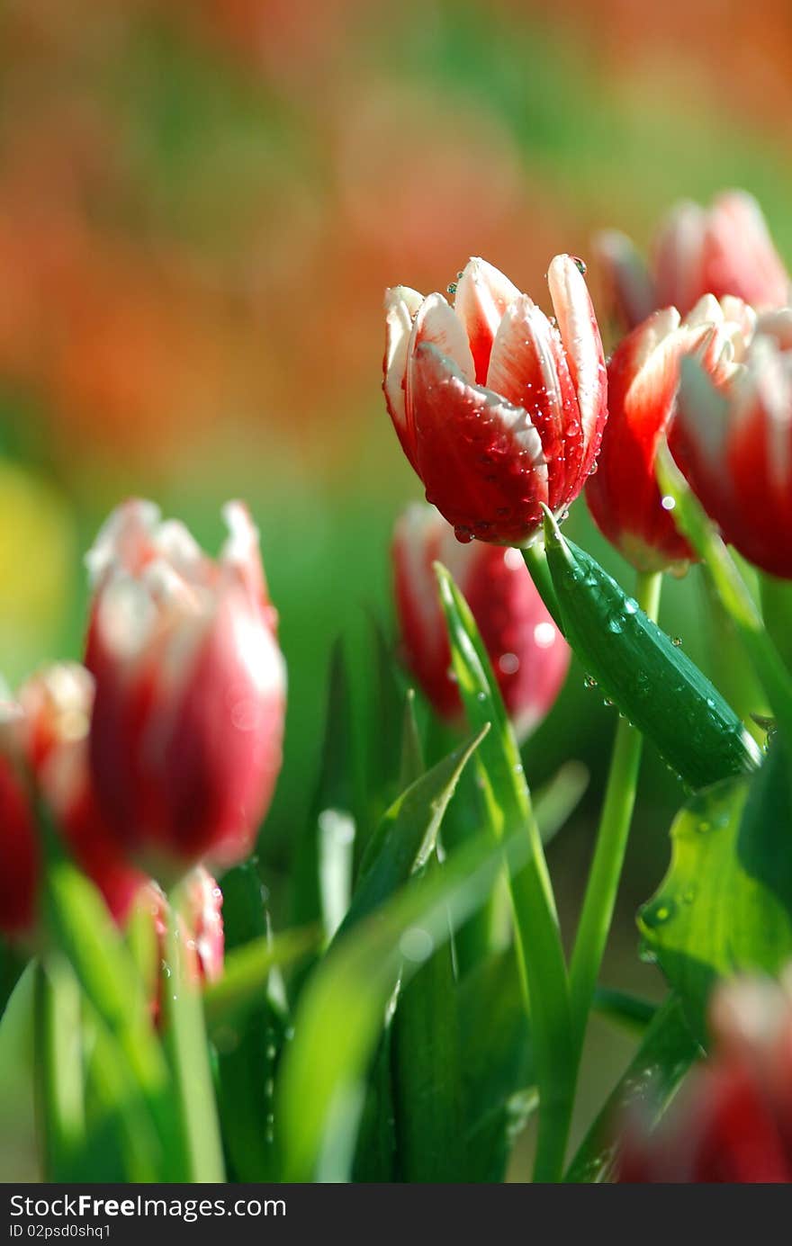 Red Tulip in thailand, chiangrai dok mai ngam festival