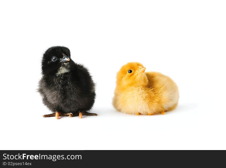 Two cute young baby chickens, black and yellow, looking attentively at something. Two cute young baby chickens, black and yellow, looking attentively at something