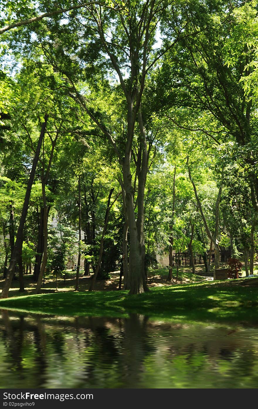 Summer Pond In The Middle Of The Park