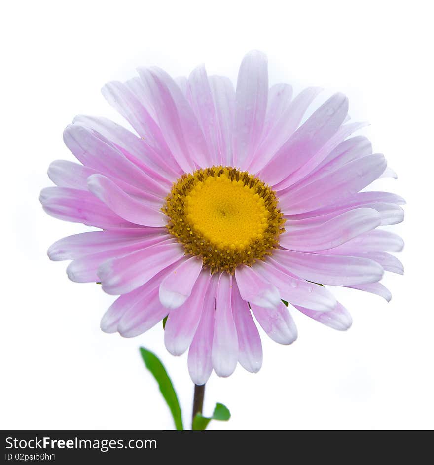 Blue isolated flower over white background. Nature, object. Blue isolated flower over white background. Nature, object