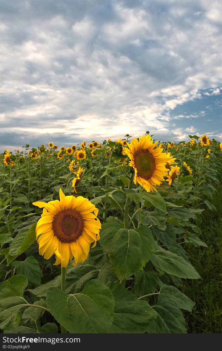 Sunflower