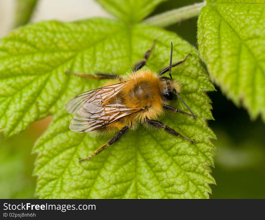 Bee sitting on a green leaf closeup