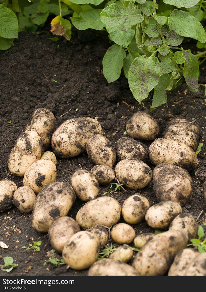 Freshly potatoes lying on the damp ground