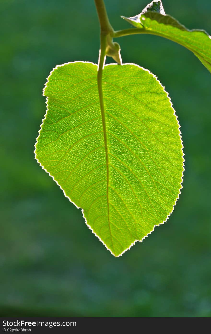 Green leaf  of a tree in a bright sunlight