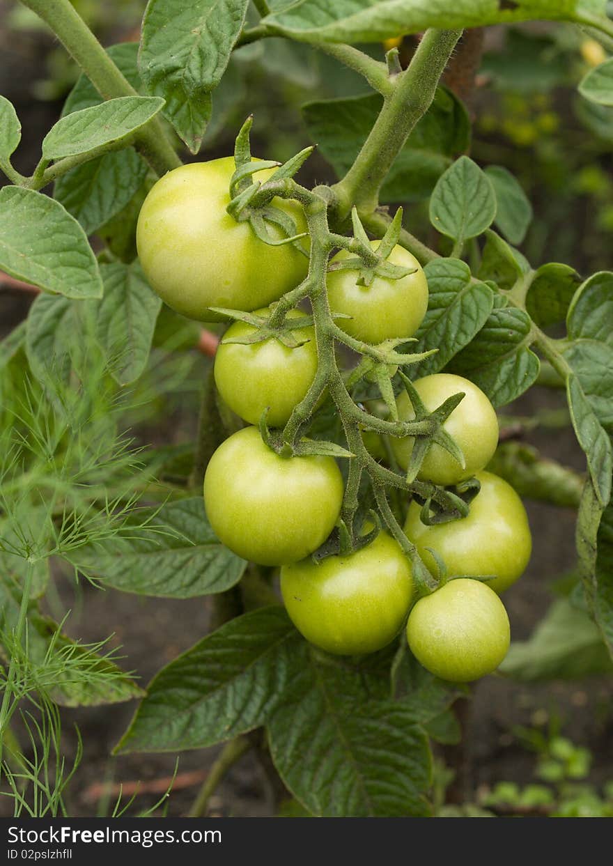 Green Tomatoes