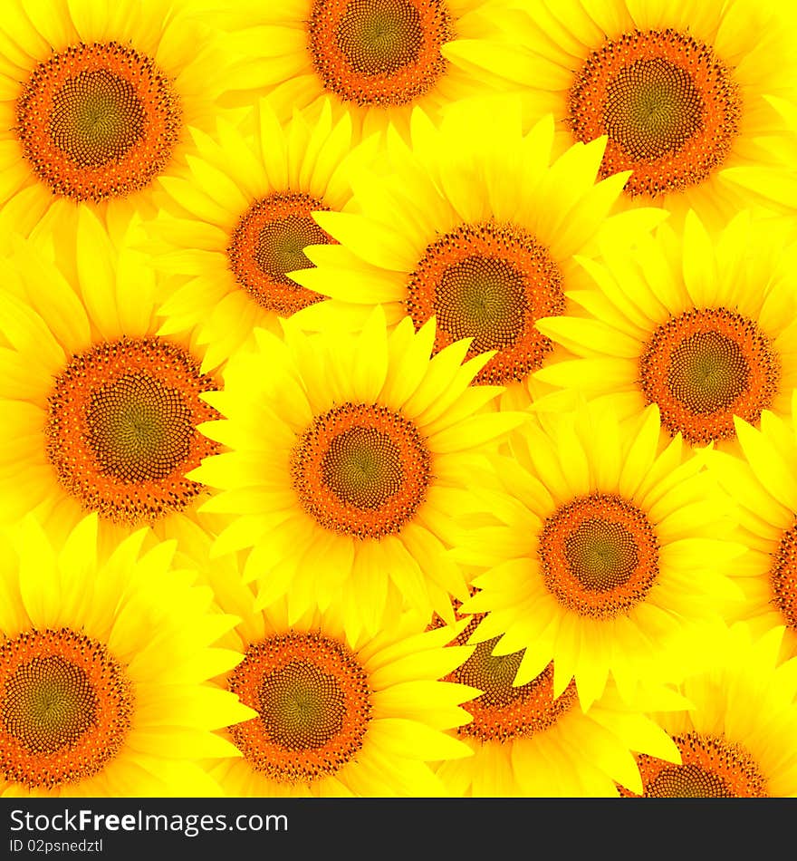 Beautiful colorful background from sunflower petals. Beautiful colorful background from sunflower petals