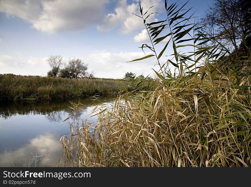 Reeds on the Samara river