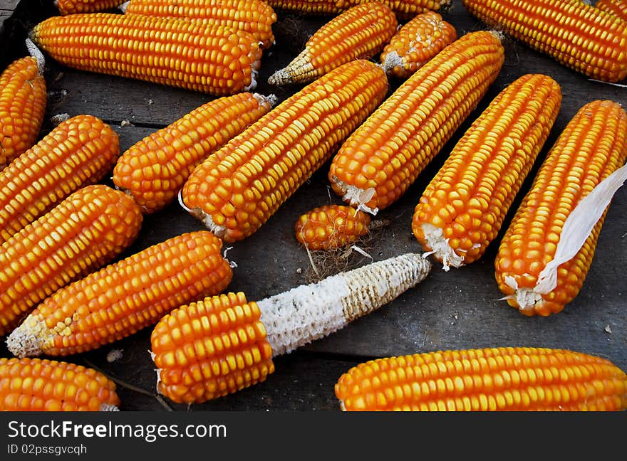 Yellow Corn  Golden Corn and Corn