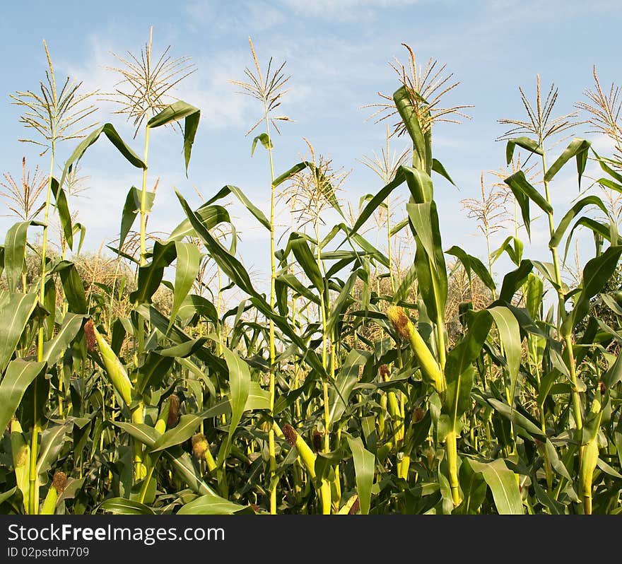 Corn growing on the farm