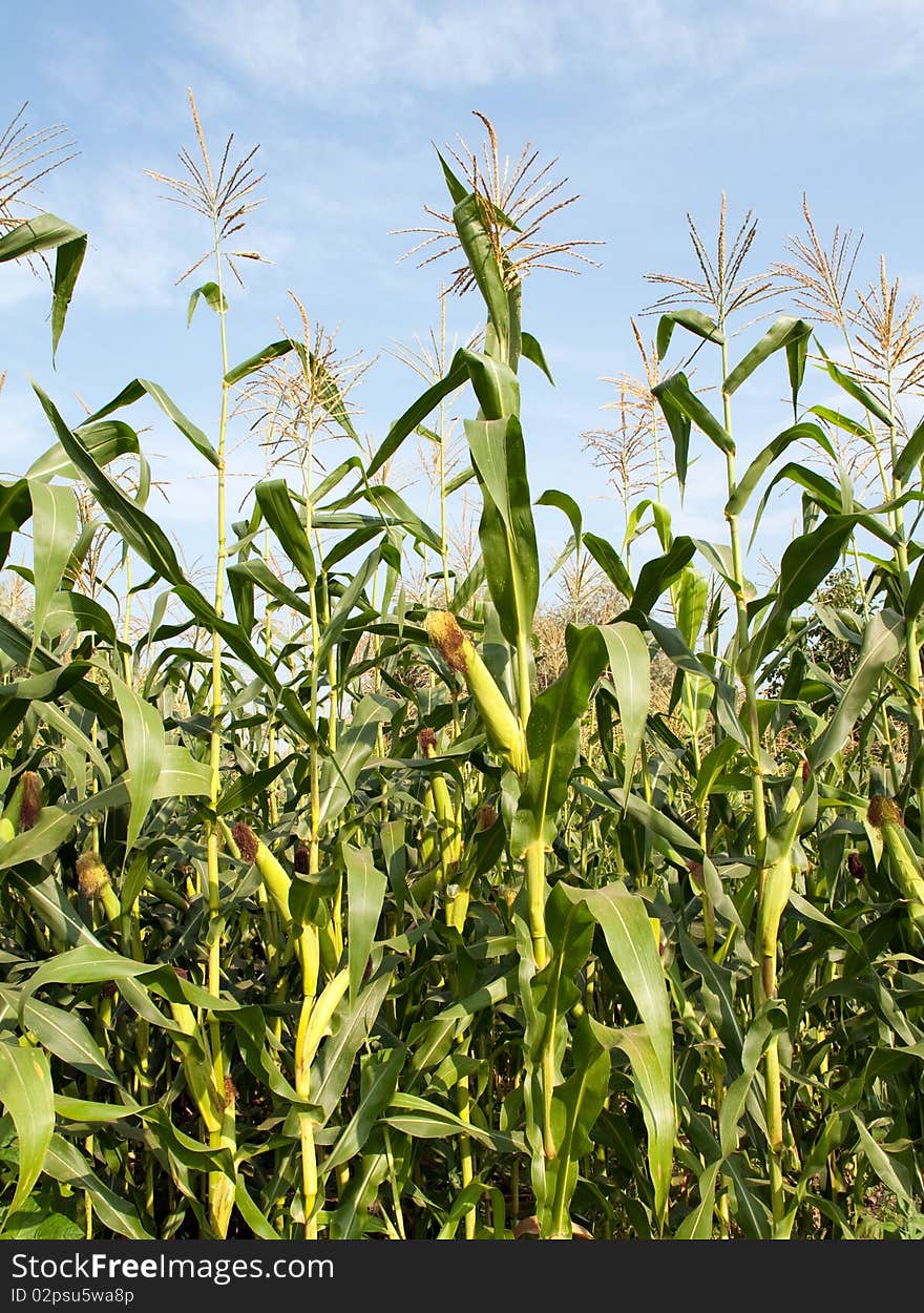 Corn growing on the farm