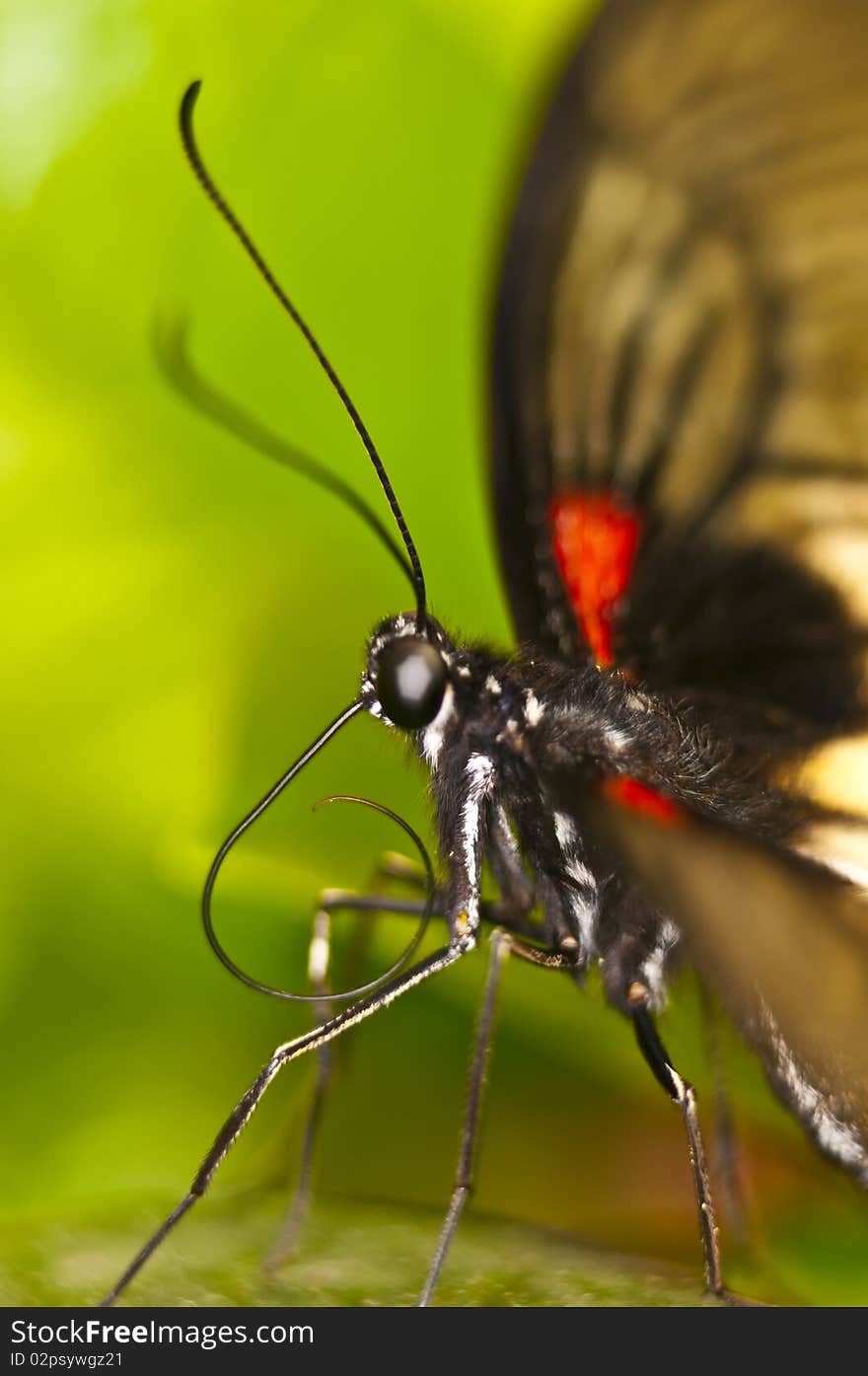 Closeup macro shot of a butterfly a on leaf