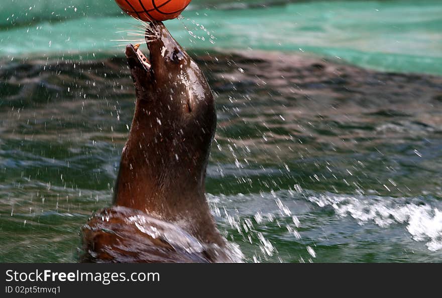 Seal playing with her ball in the water of the zoo