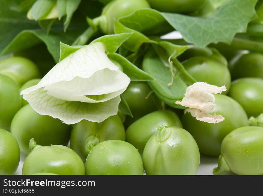 Green pea with white blossom