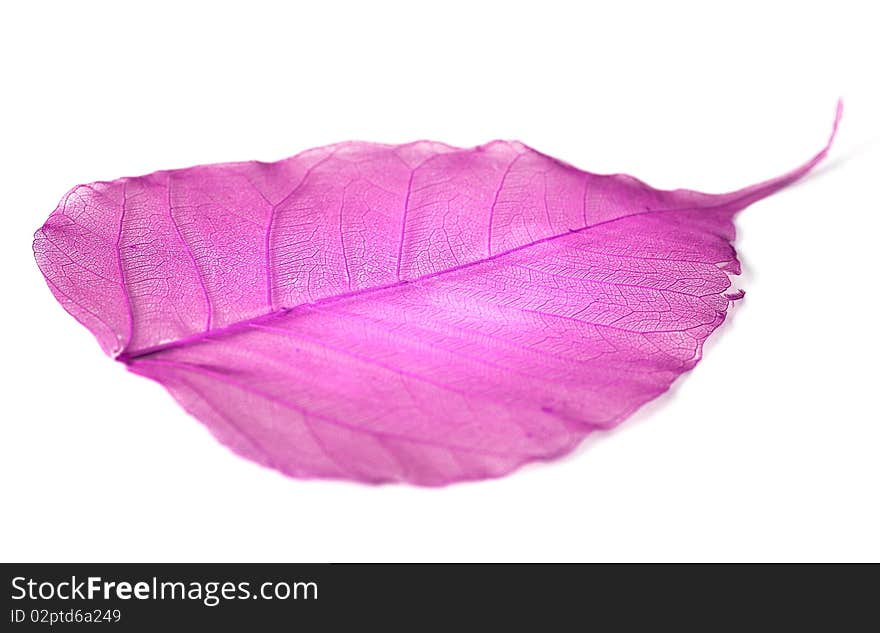 Leaf Isolated On White