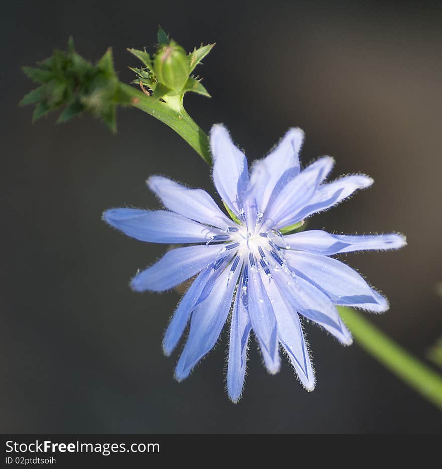 A sun lite  flower in morning. A sun lite  flower in morning