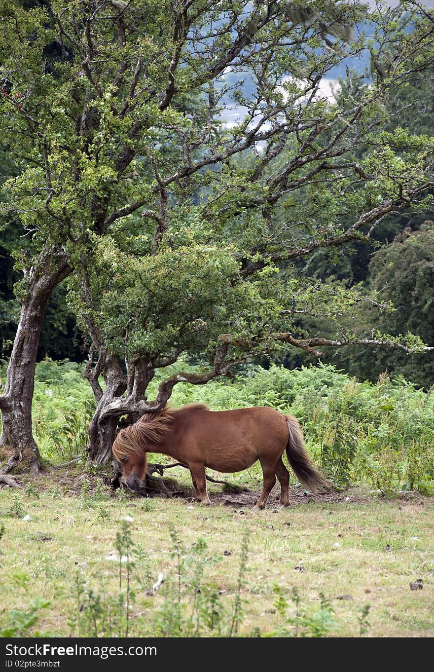 A small brown pony sheltering under a tree on a windy day; Dartmoor, Devon, England. A small brown pony sheltering under a tree on a windy day; Dartmoor, Devon, England