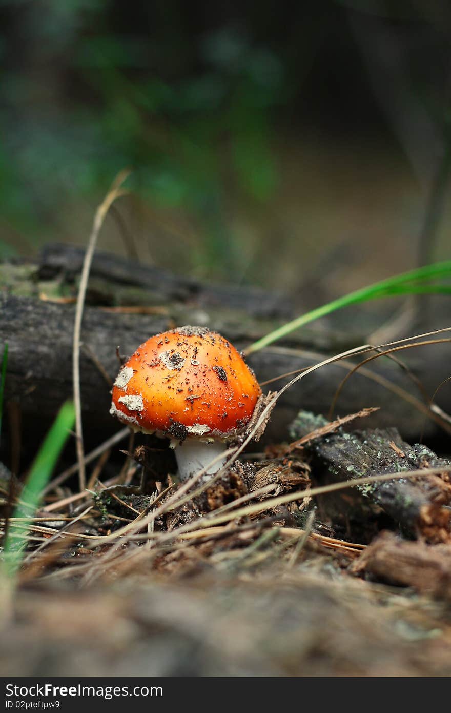 Red amanita in green forest of pine needles between