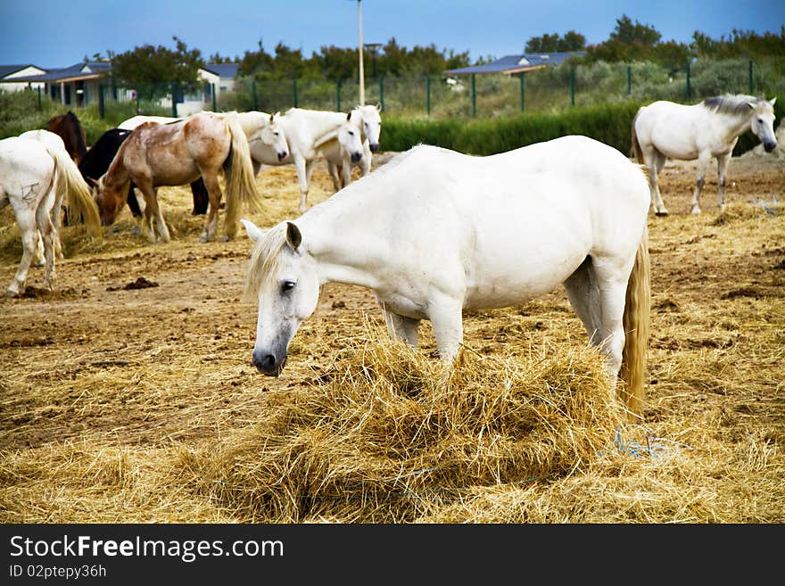 Horses