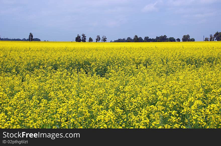 Rural landscape with yellow rape field in overcast summer day