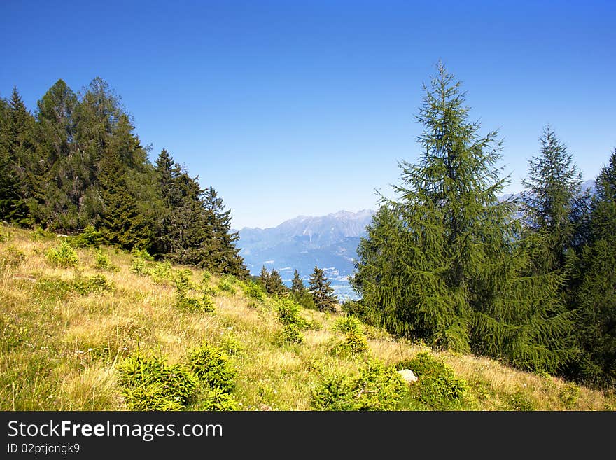 Trees in the mountains