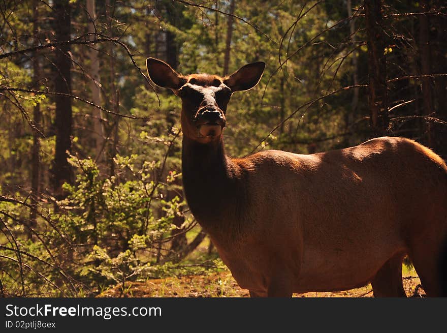 Female Elk in Jasper Alberta Canada