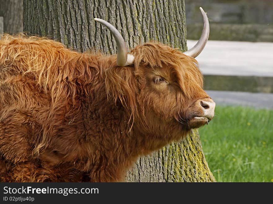 Highland Cattle, Kyloe - Beef cattle with long horns