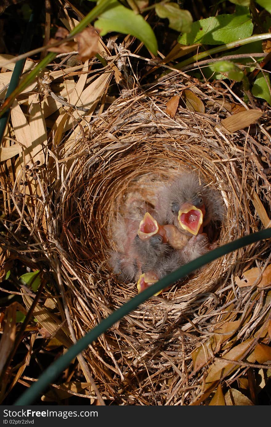 House finch