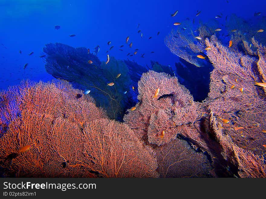 Big Gorgonia garden in blue depp water. Big Gorgonia garden in blue depp water