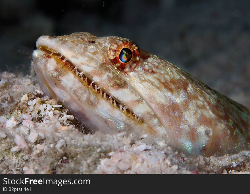 Lizard head fish with sharp-toothed macro on the sand ground. Lizard head fish with sharp-toothed macro on the sand ground