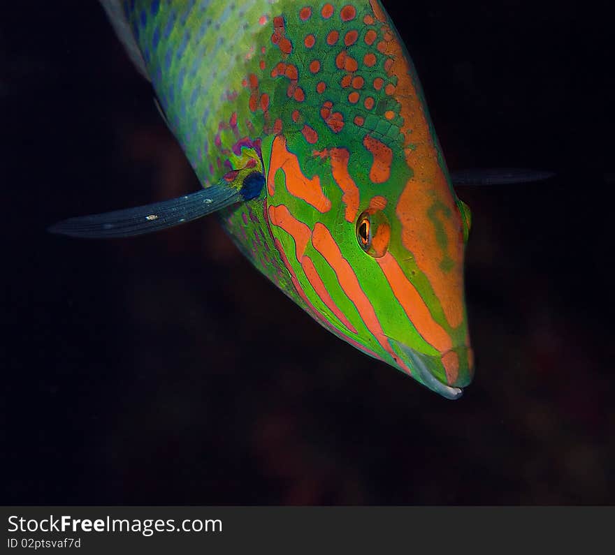 Moontail wrasse on black background makro. Moontail wrasse on black background makro