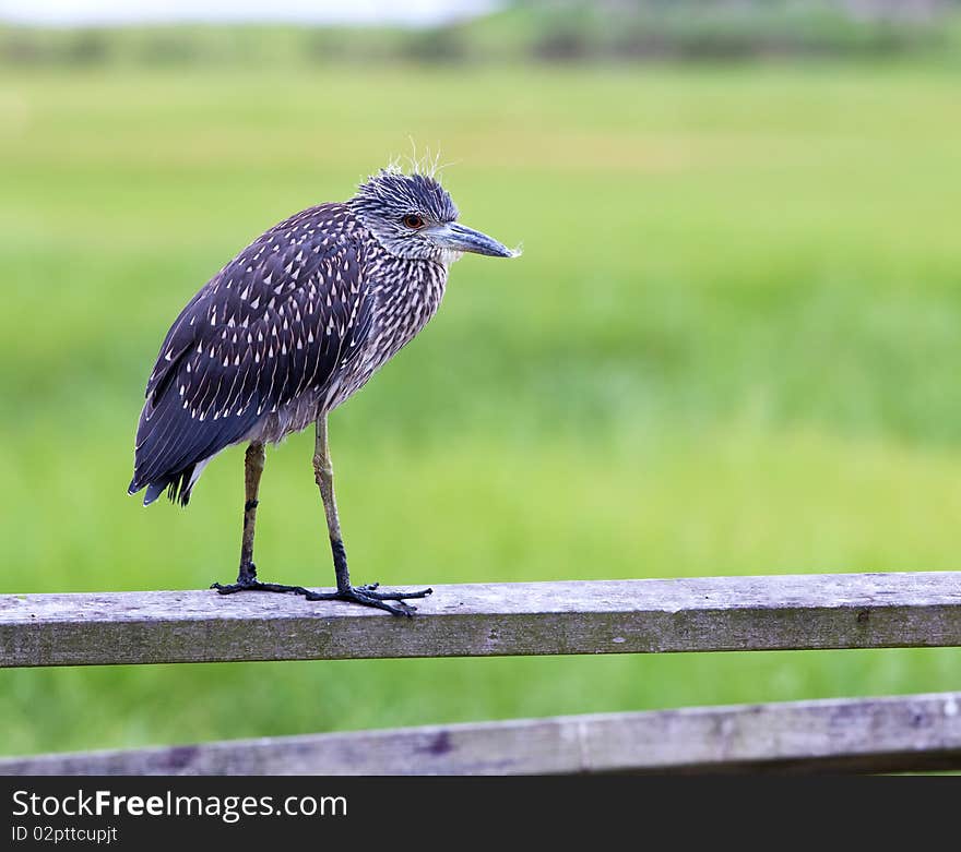 An immature yellow-crowned night heron (Nyctanassa violacea) on Long Island, New York.