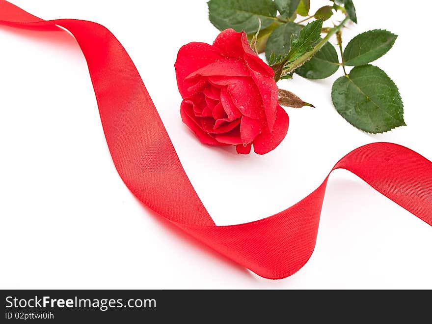 Red rose with red ribbon