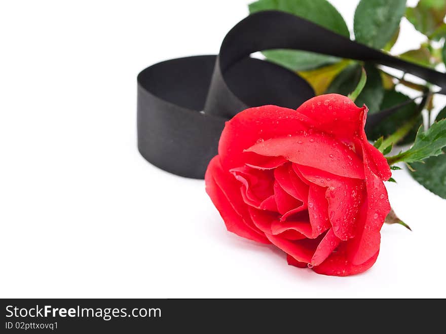 Red Rose With Black Ribbon