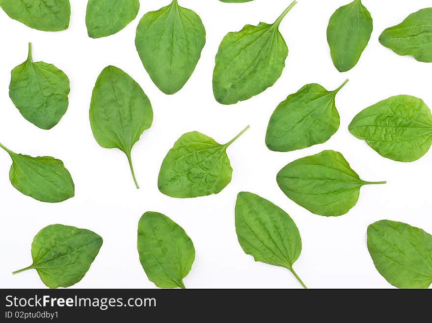 Plantain leafs