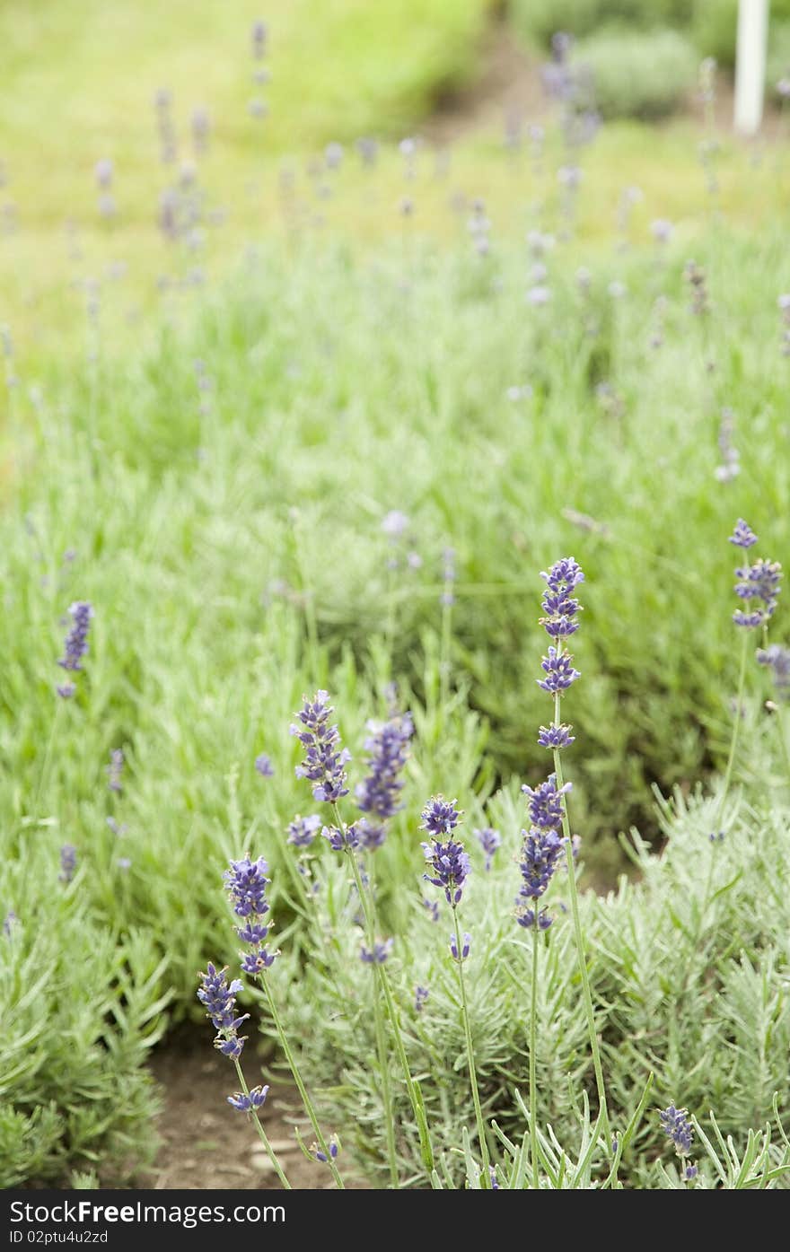 Lavender used as an scent essence growing in garden