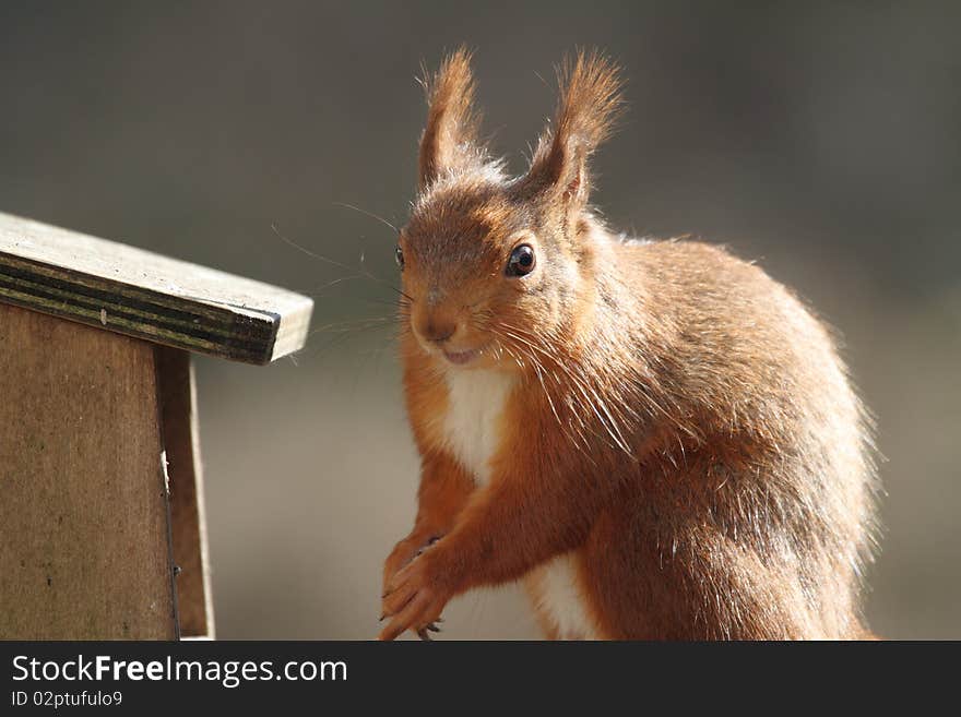 Red Squirrel eating English Lake District