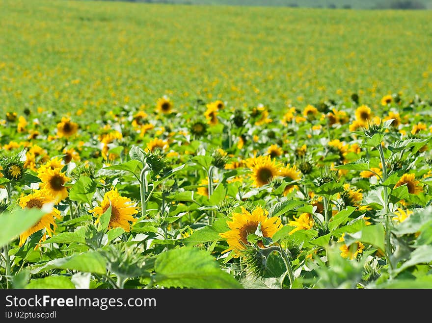 Sunflowers field