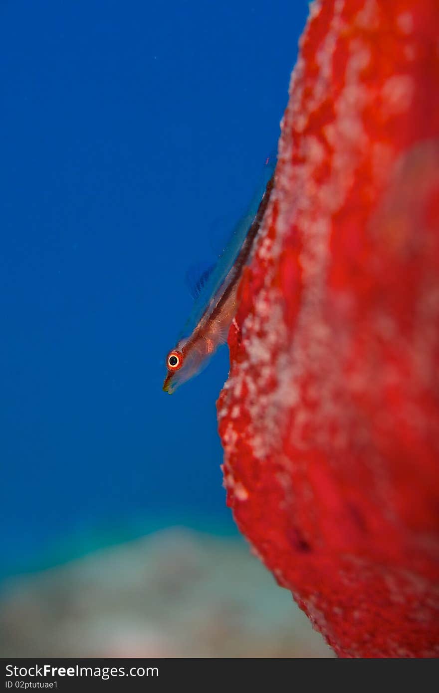 Smal fish on the red coral with blue sea. Smal fish on the red coral with blue sea