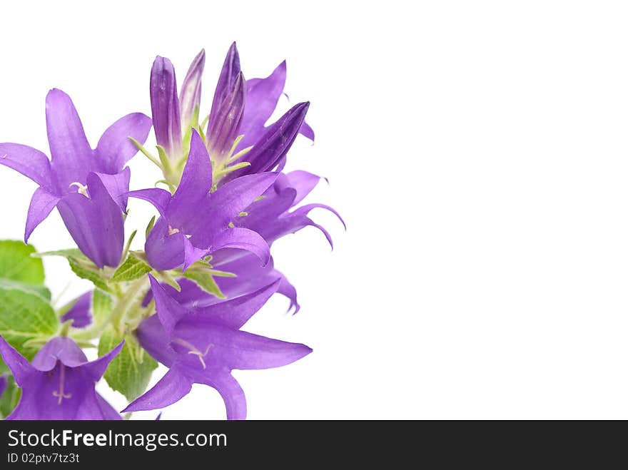 Blue campanula isolated on white